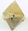 Fluorite Octahedron (Chalcopyrite Inclusions) - Illinois #37841-1